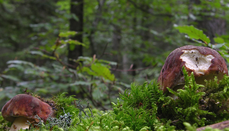 Boletus si Boletus no....